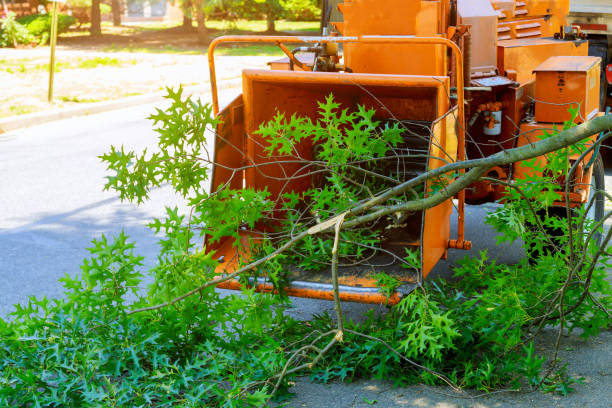 Professional Tree Services in Chatsworth, GA